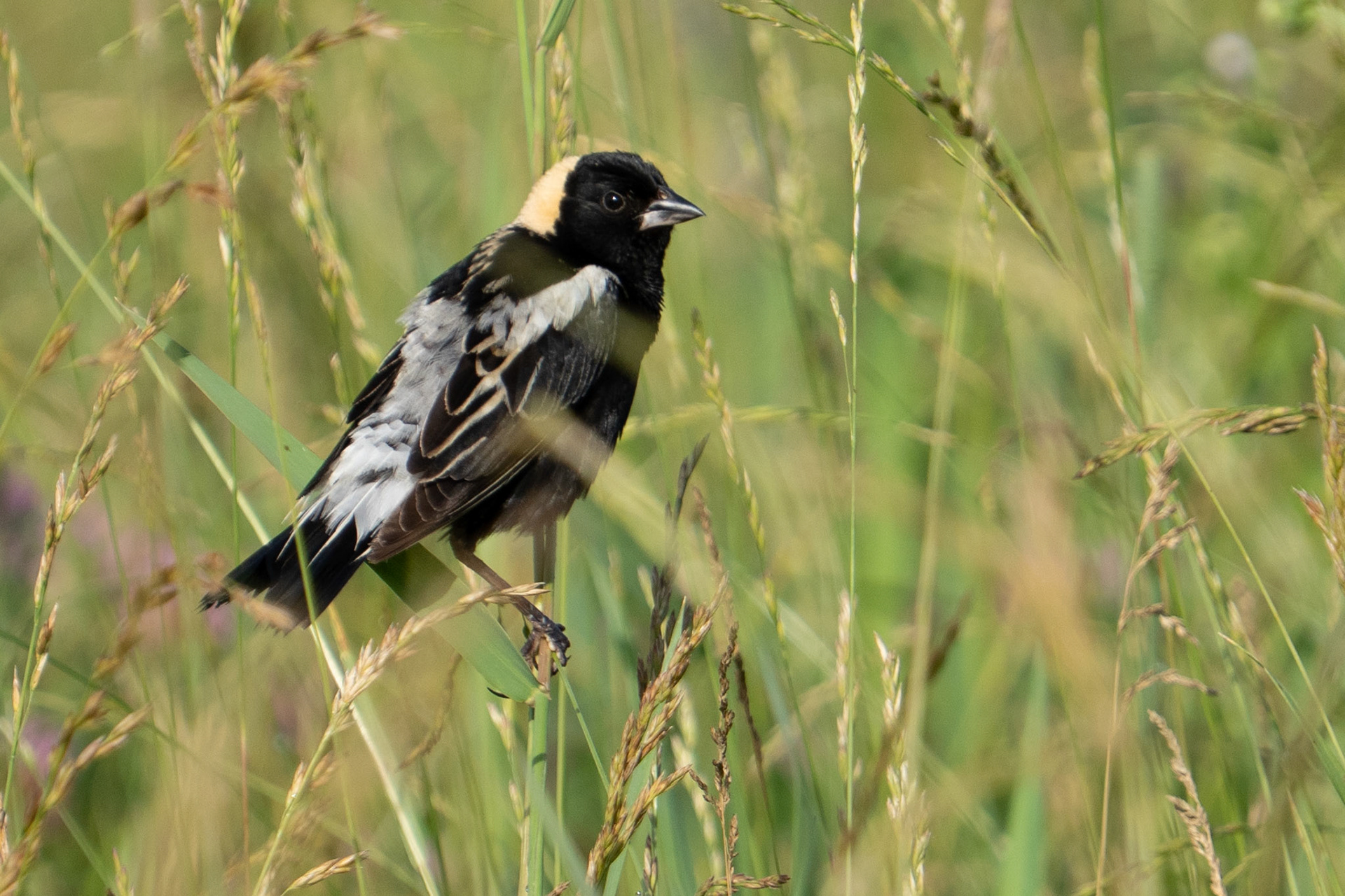 Bobolink Looks