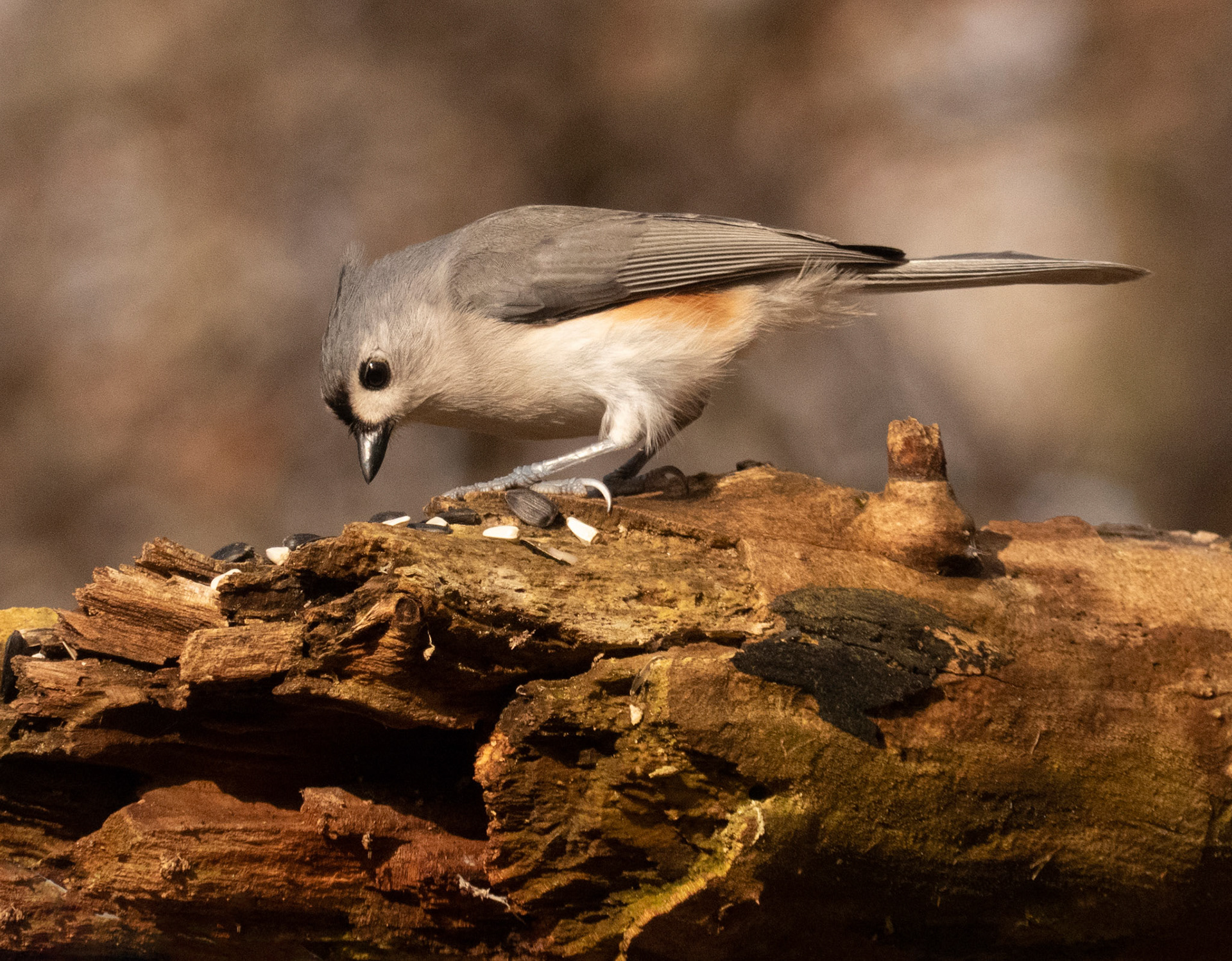 A tufted titmouse consider his winter bounty options.Ipswich River Wildlife Sanctuary, MA.