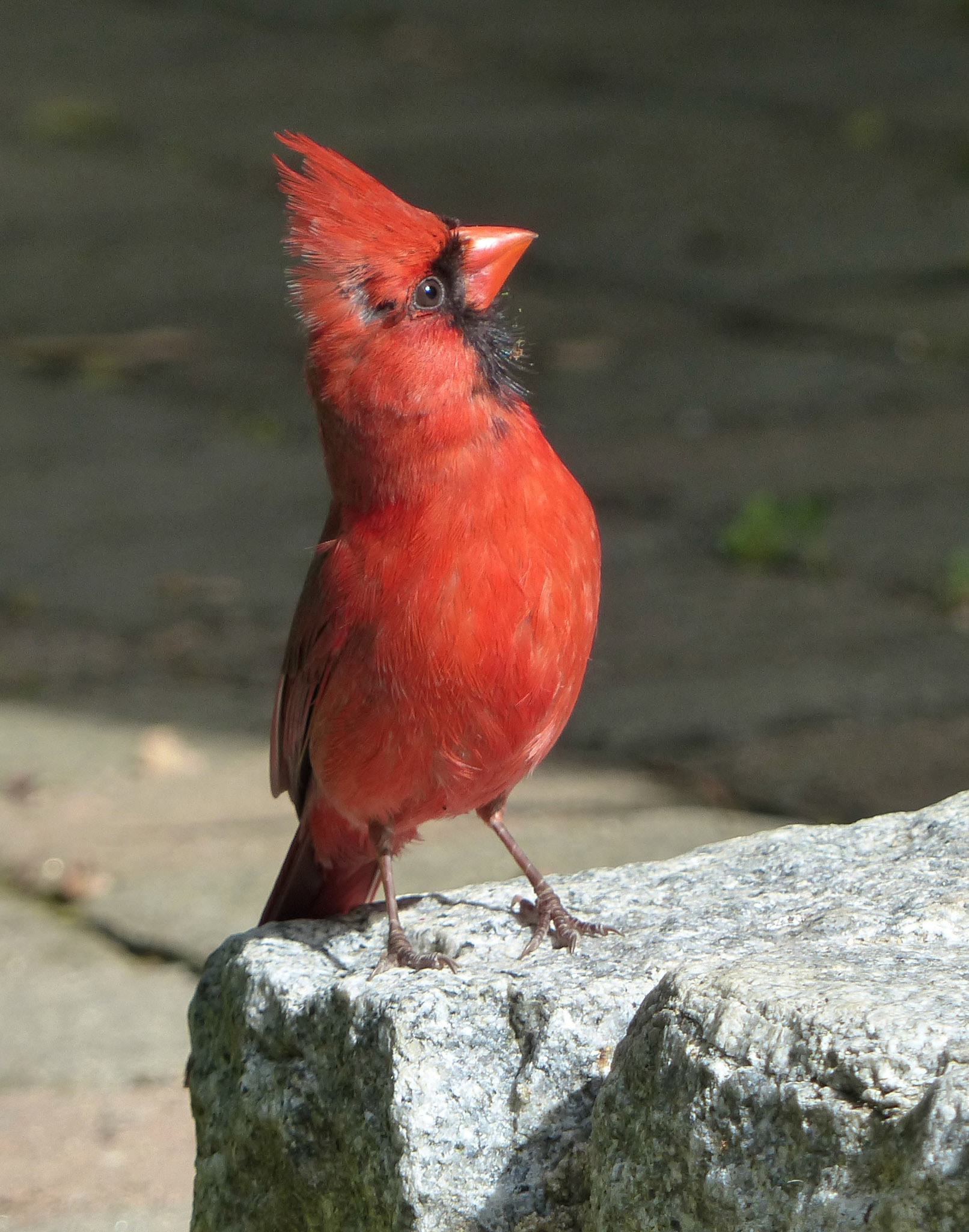Cardinal Alerted • Belmont, MA • A cardinal stands tall and on alert.