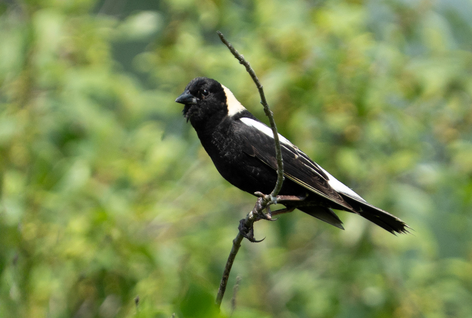 Bobolink Perched (M)