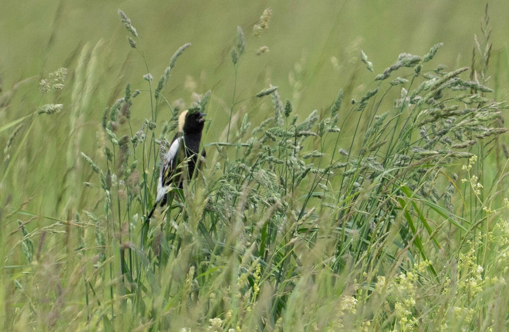 Bobolink in Tall Grass (M)