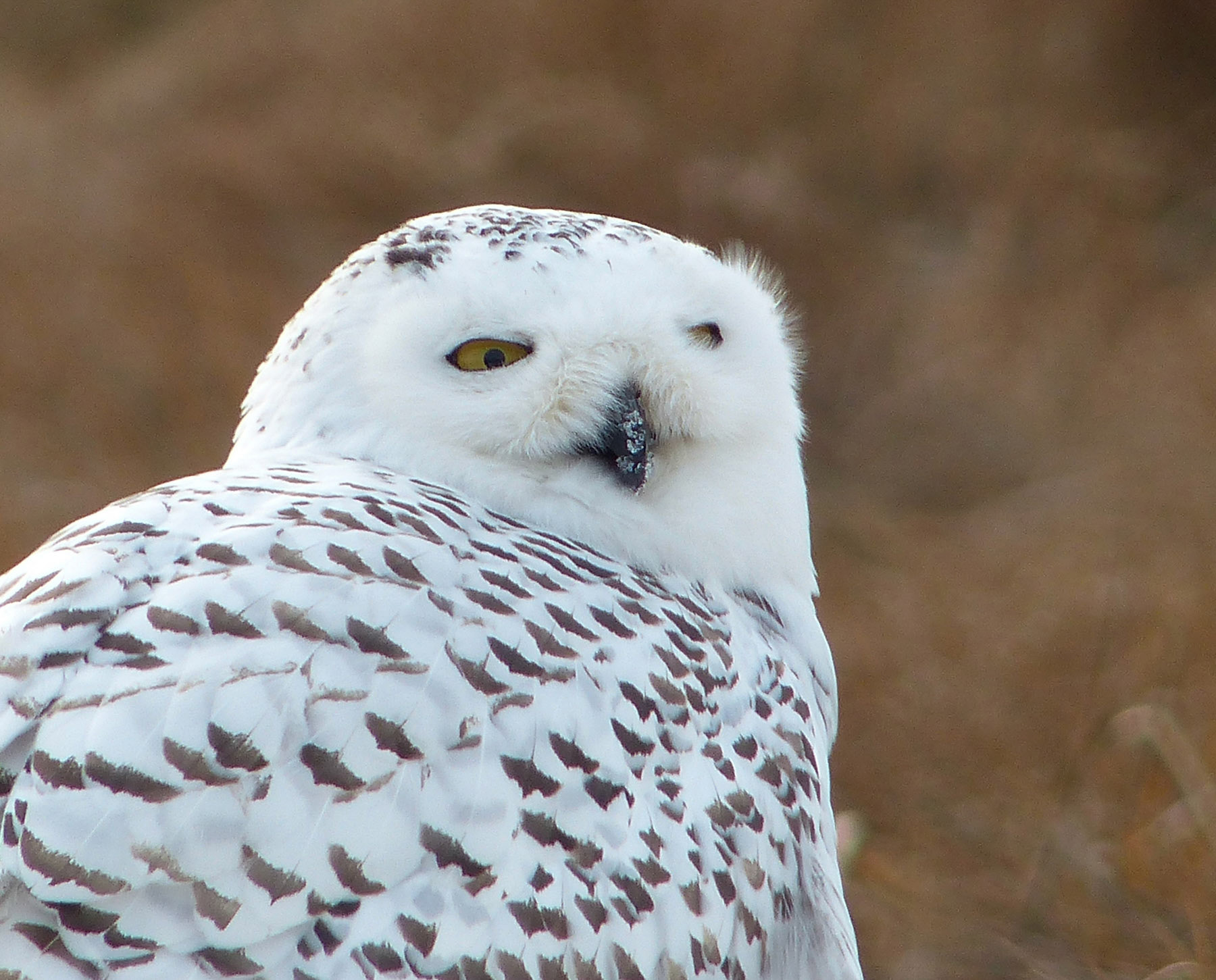 Snowy Owl Snow Nose, Rye NH