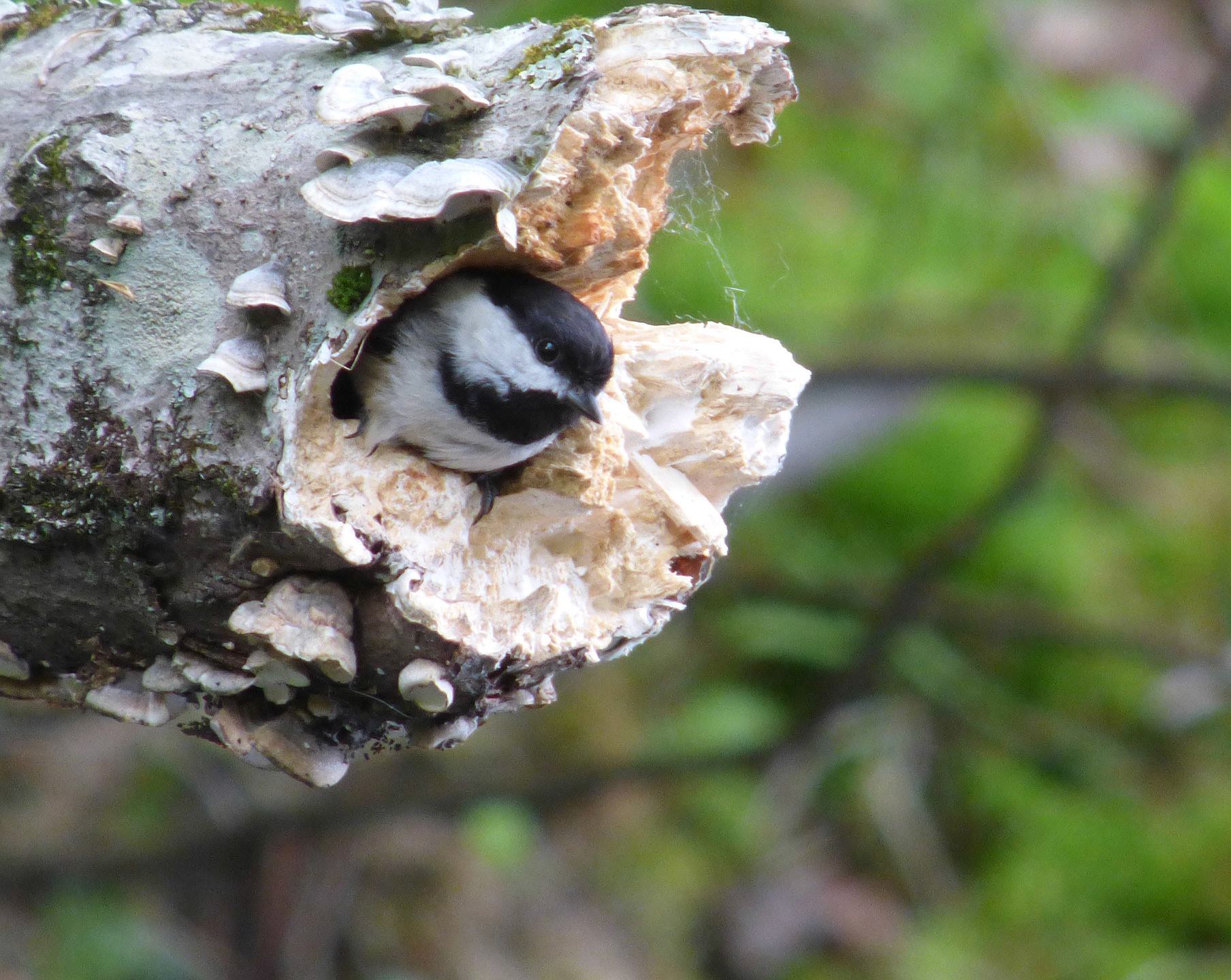 Moments in Nature Collection of Favorites