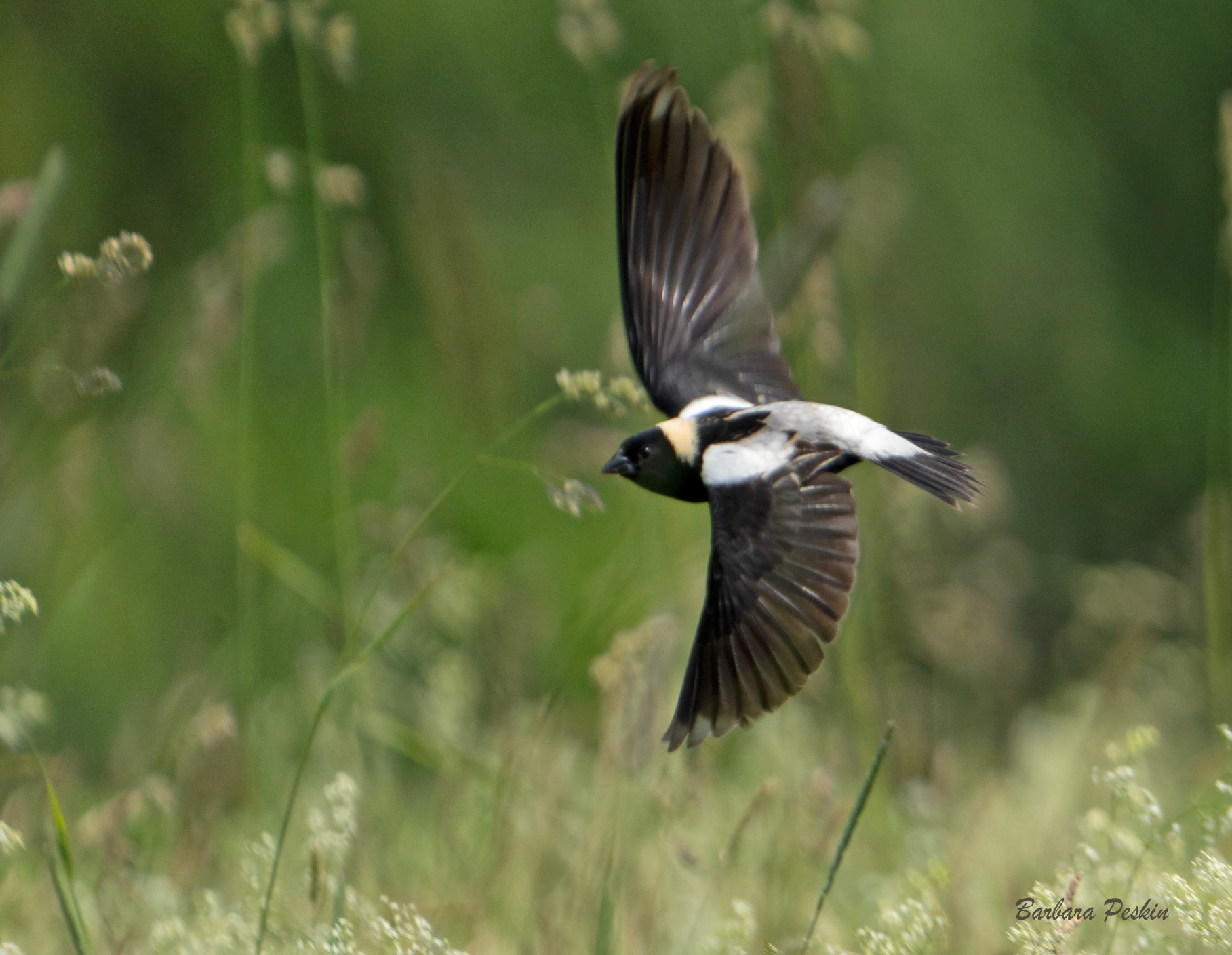 Bobolink Flies (M)