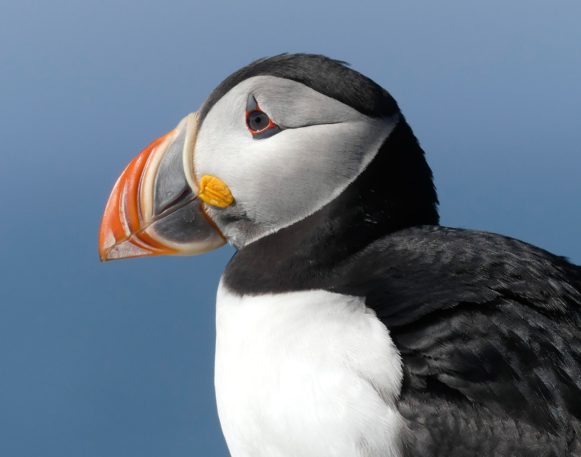 A puffin of the Machias Seal Island colony in summer colors. Machias Seal Island, ME and Canada