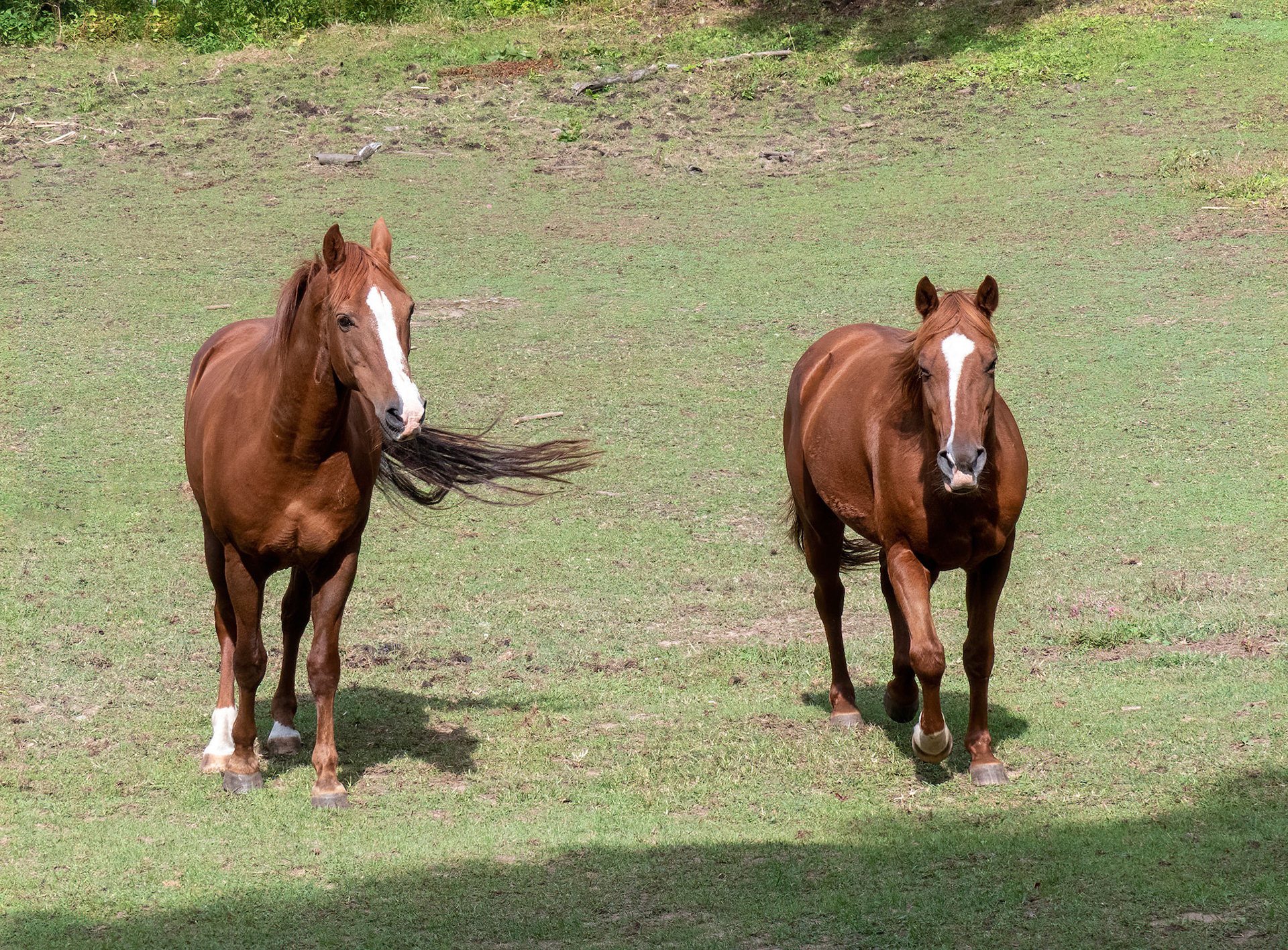Zander and Ginger Friendship