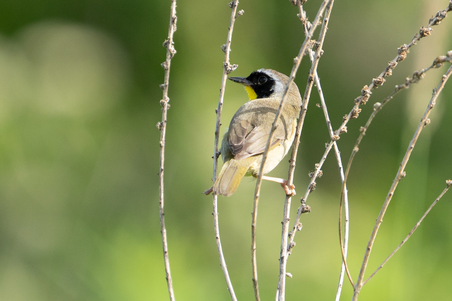 Common Yellowthroat