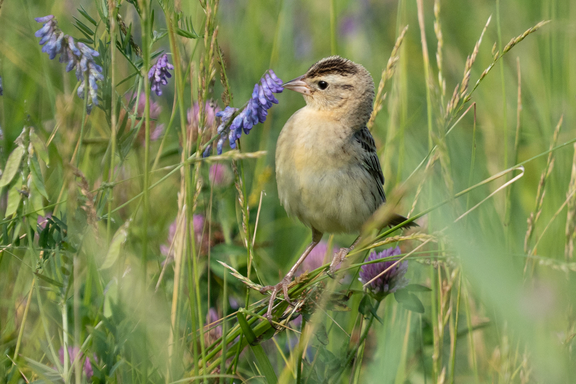 Bobolink Finds Flower