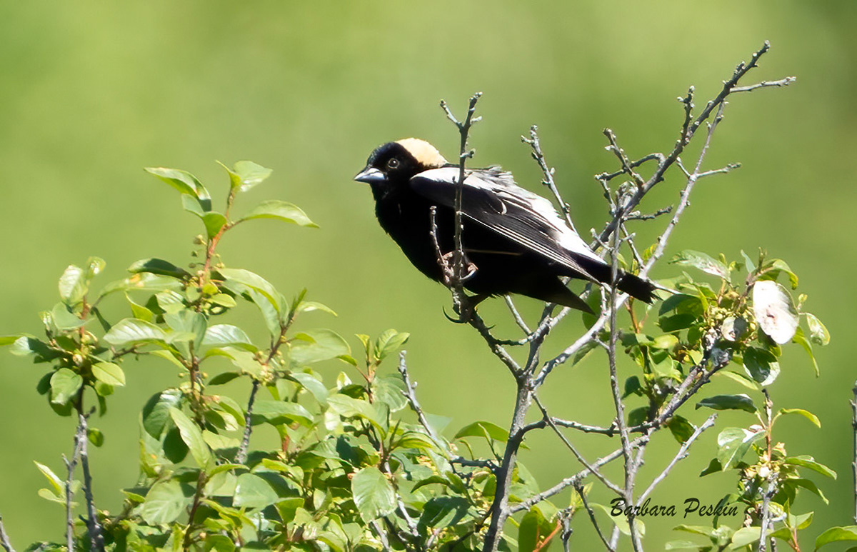 Bobolink