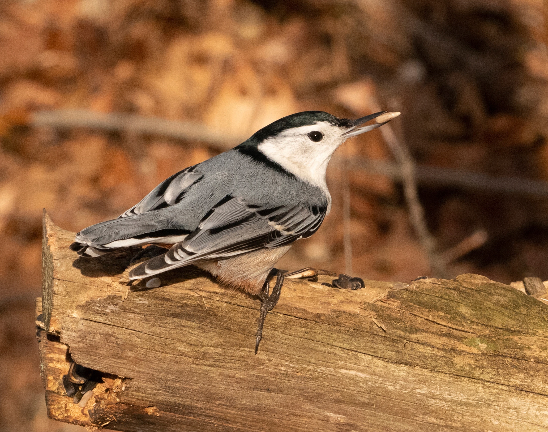 A friendly nuthatch finds a winter treat. Ipswich River WildlifeSanctuary, MA