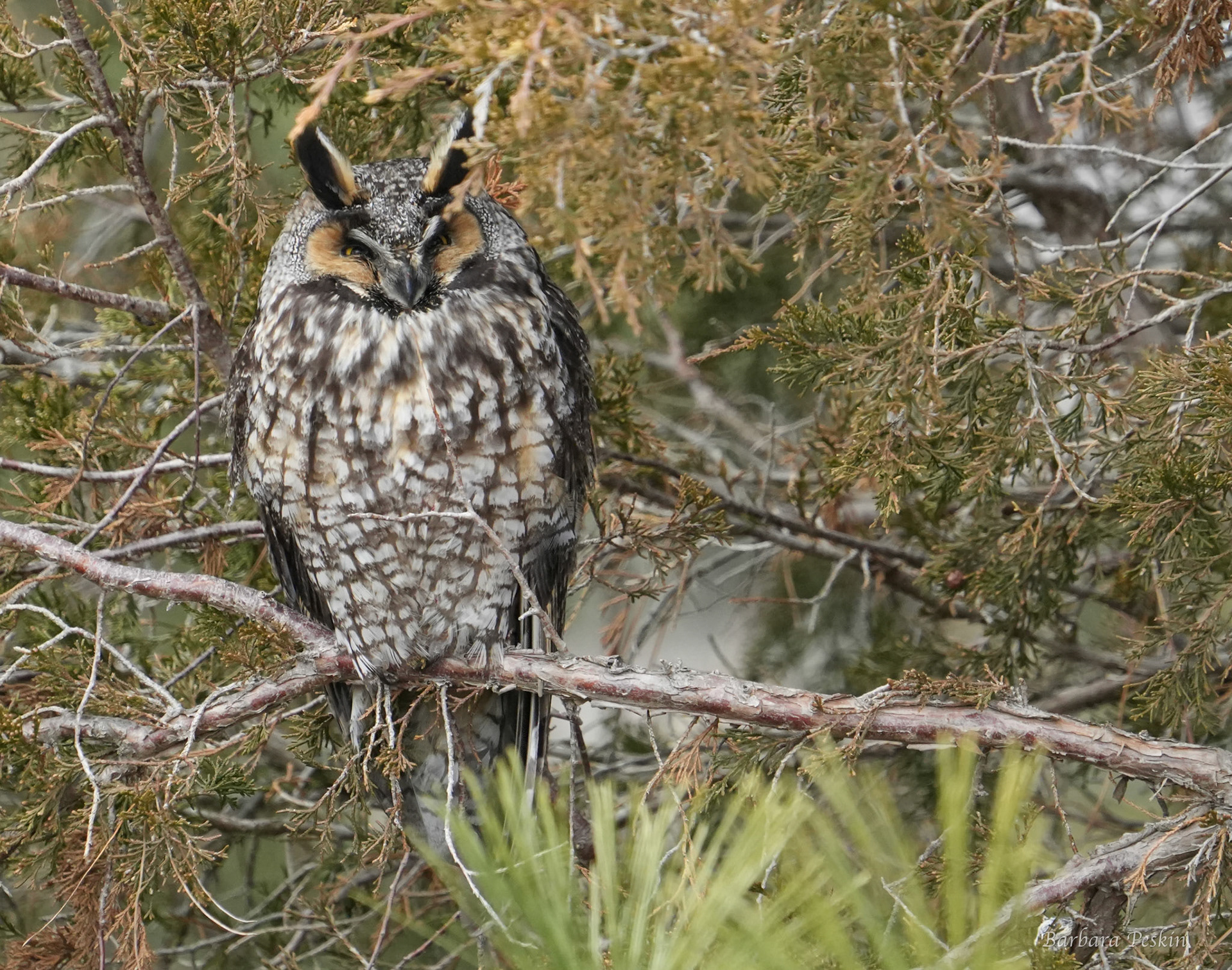 Long-eared Owl Rests