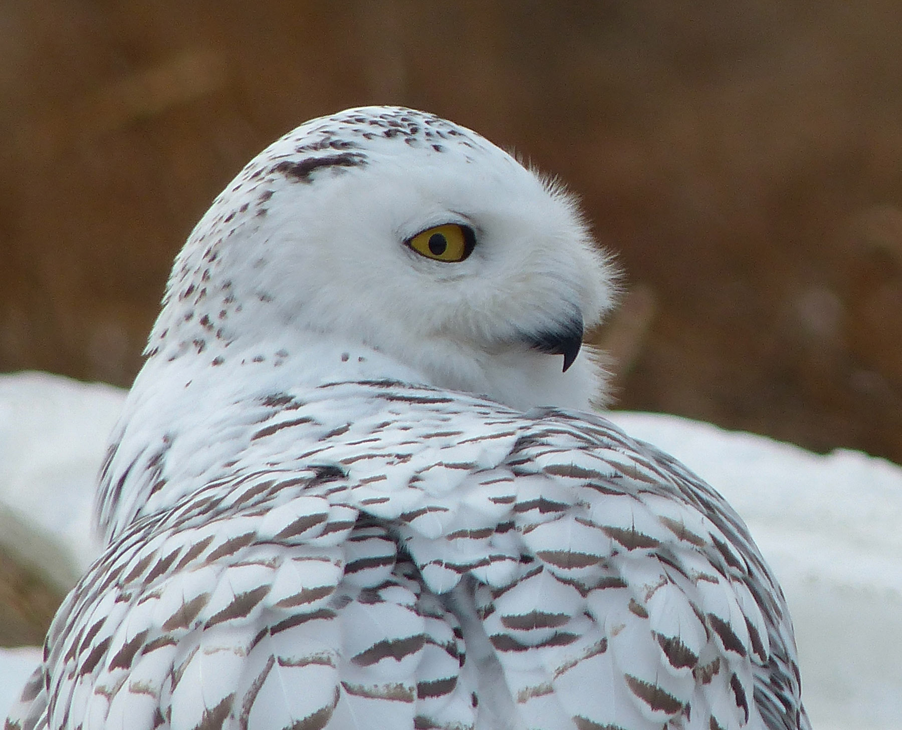 Snowy Owl Turns, Rye NH