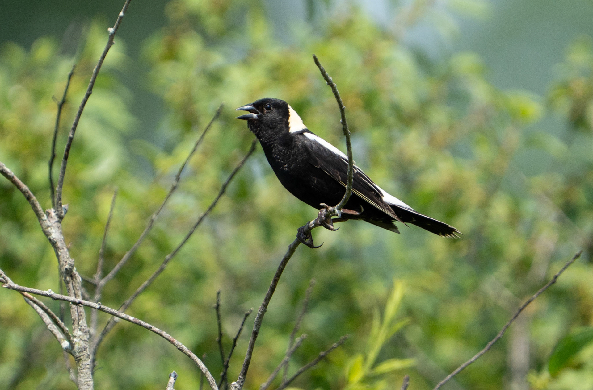 Bobolink Sings (M)