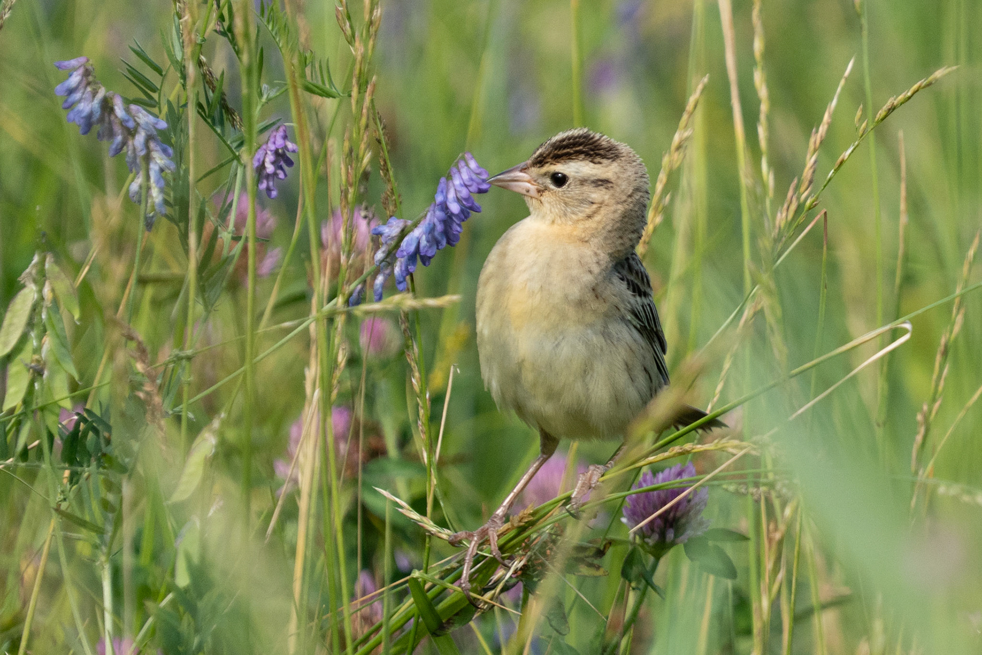Bobolink Finds Flower
