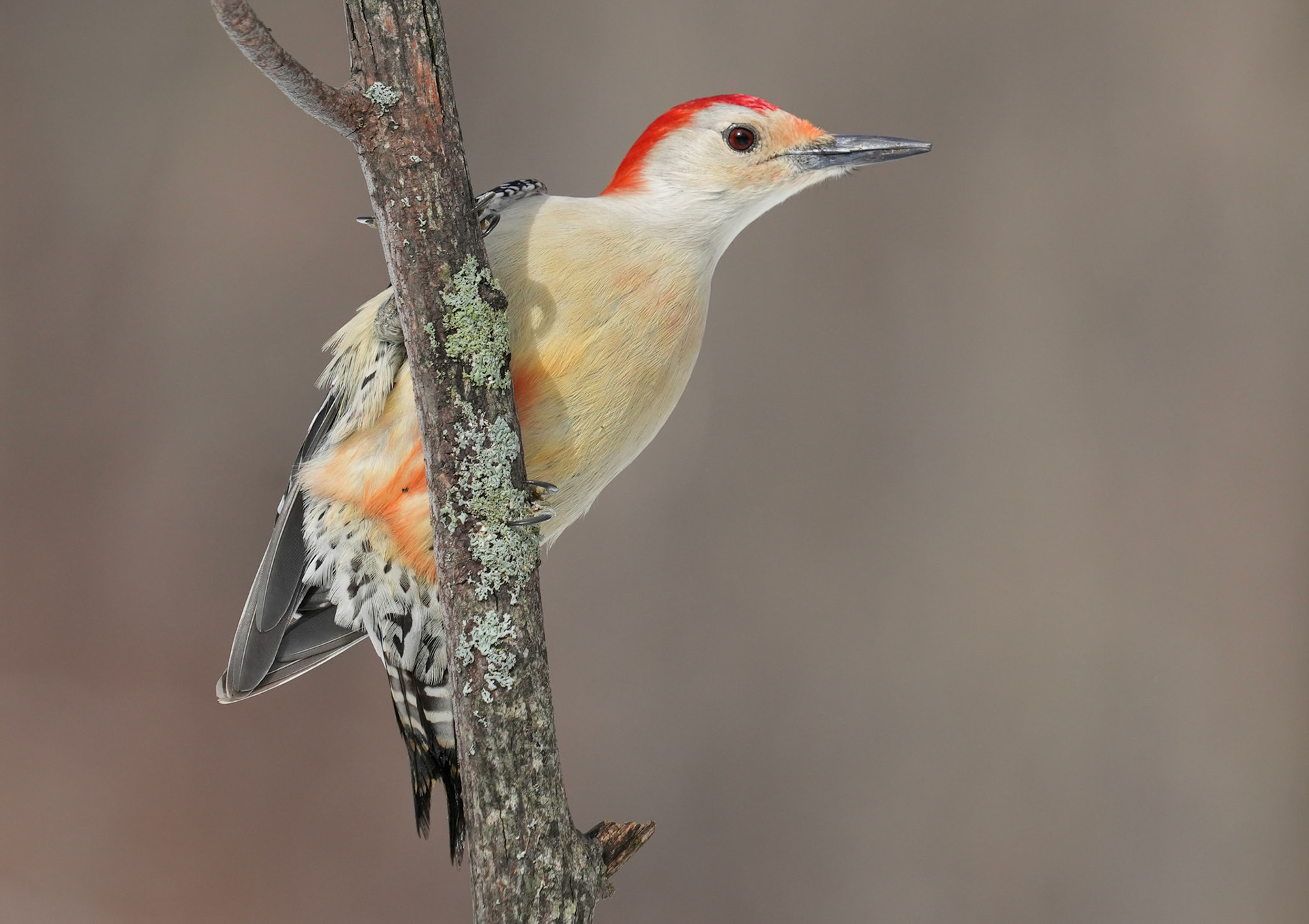 Red Bellied Woodpecker at Ipswich River