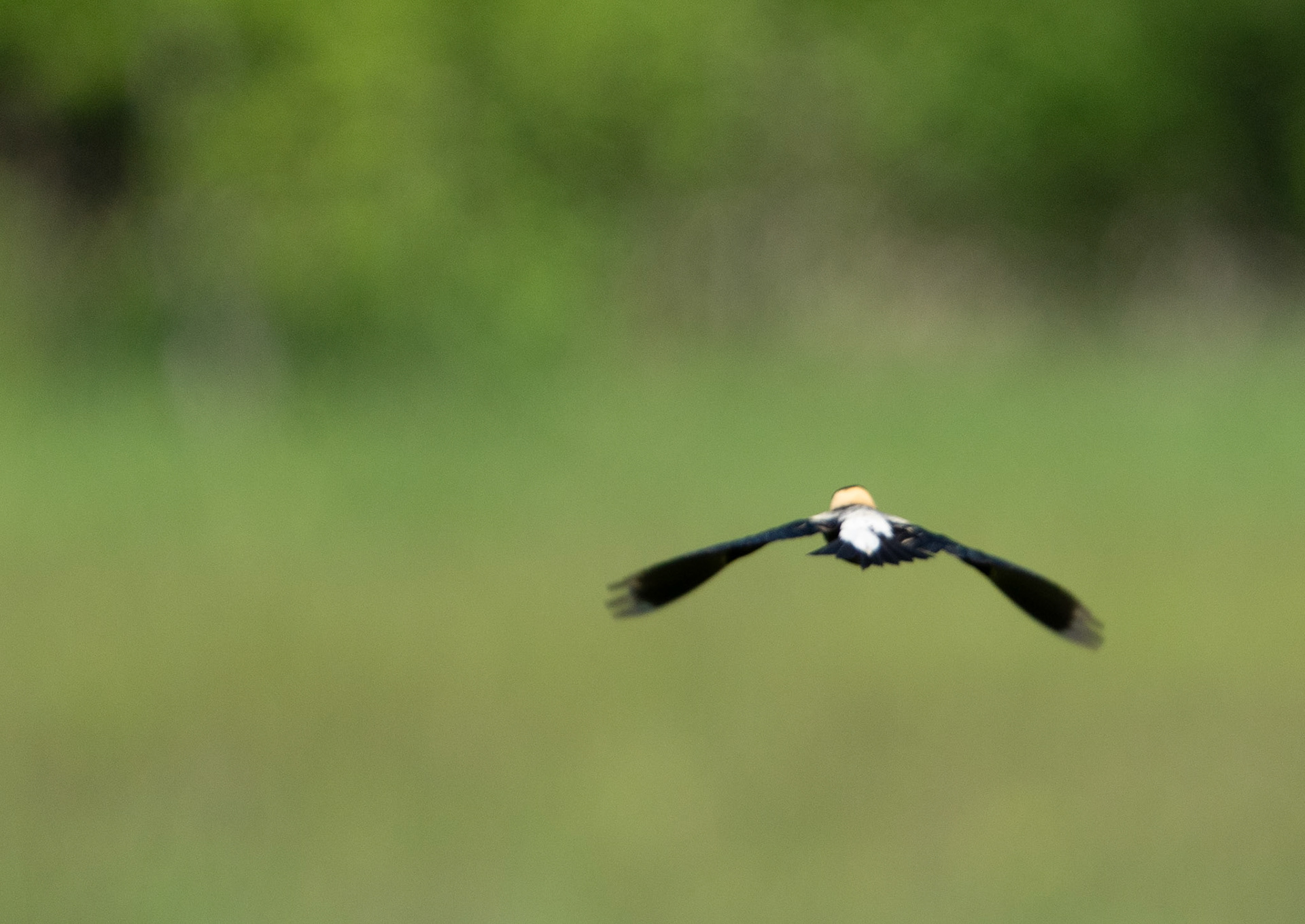 Bobolink Floats (M)