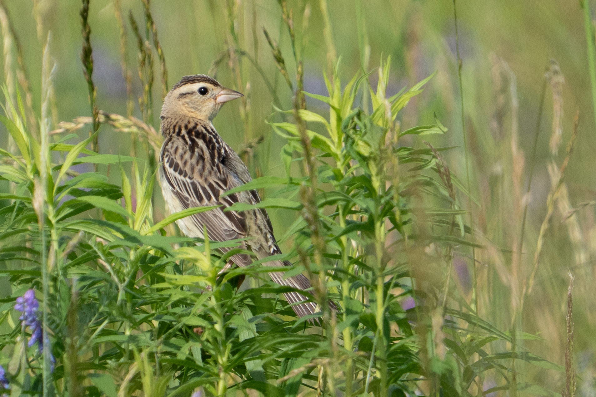 Bobolink Female