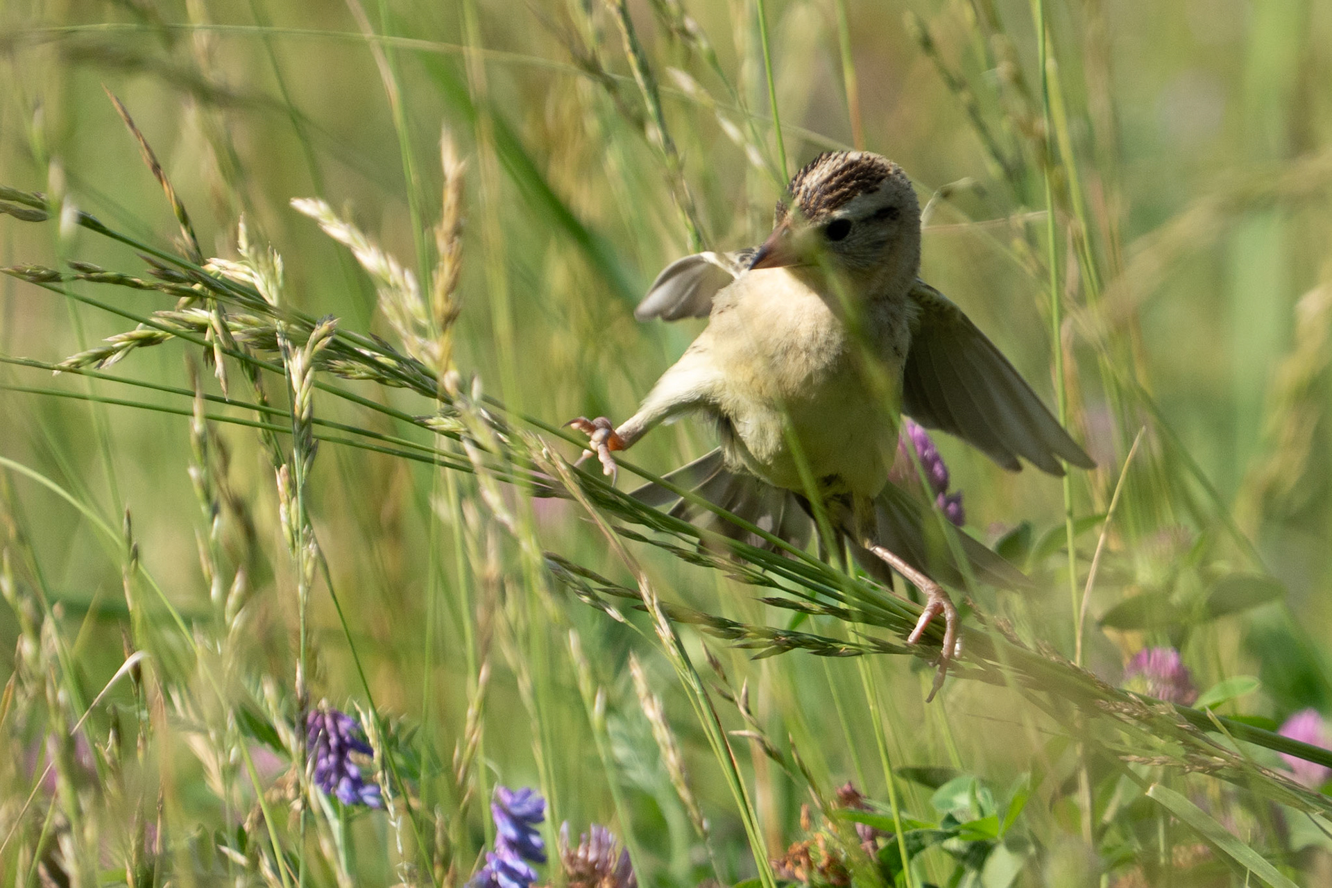 Bobolink Surfs II (female) 