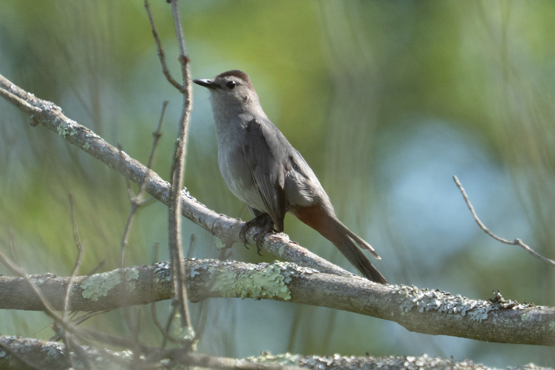 Grey Catbird