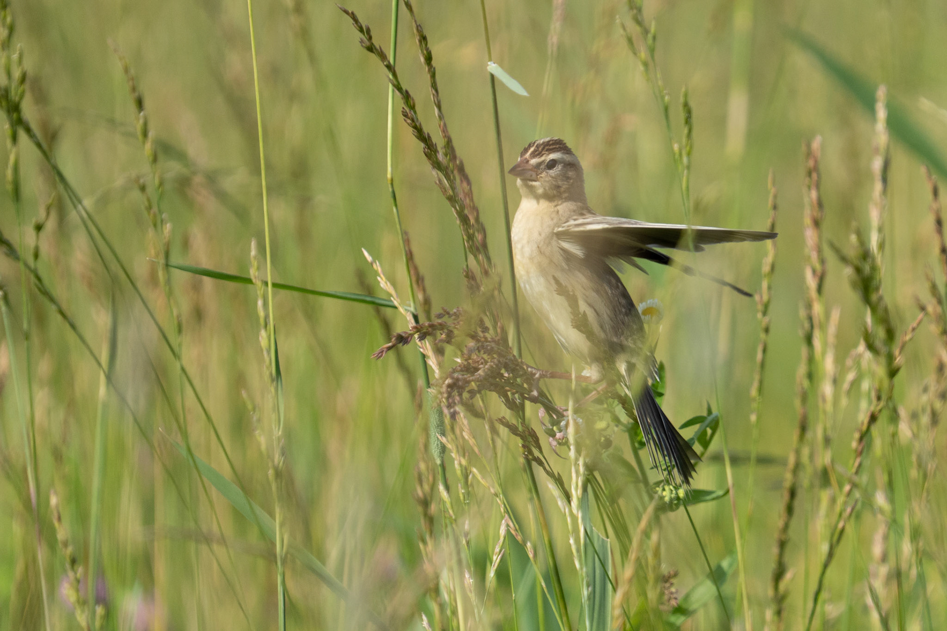  Bobolink (Female) Lands