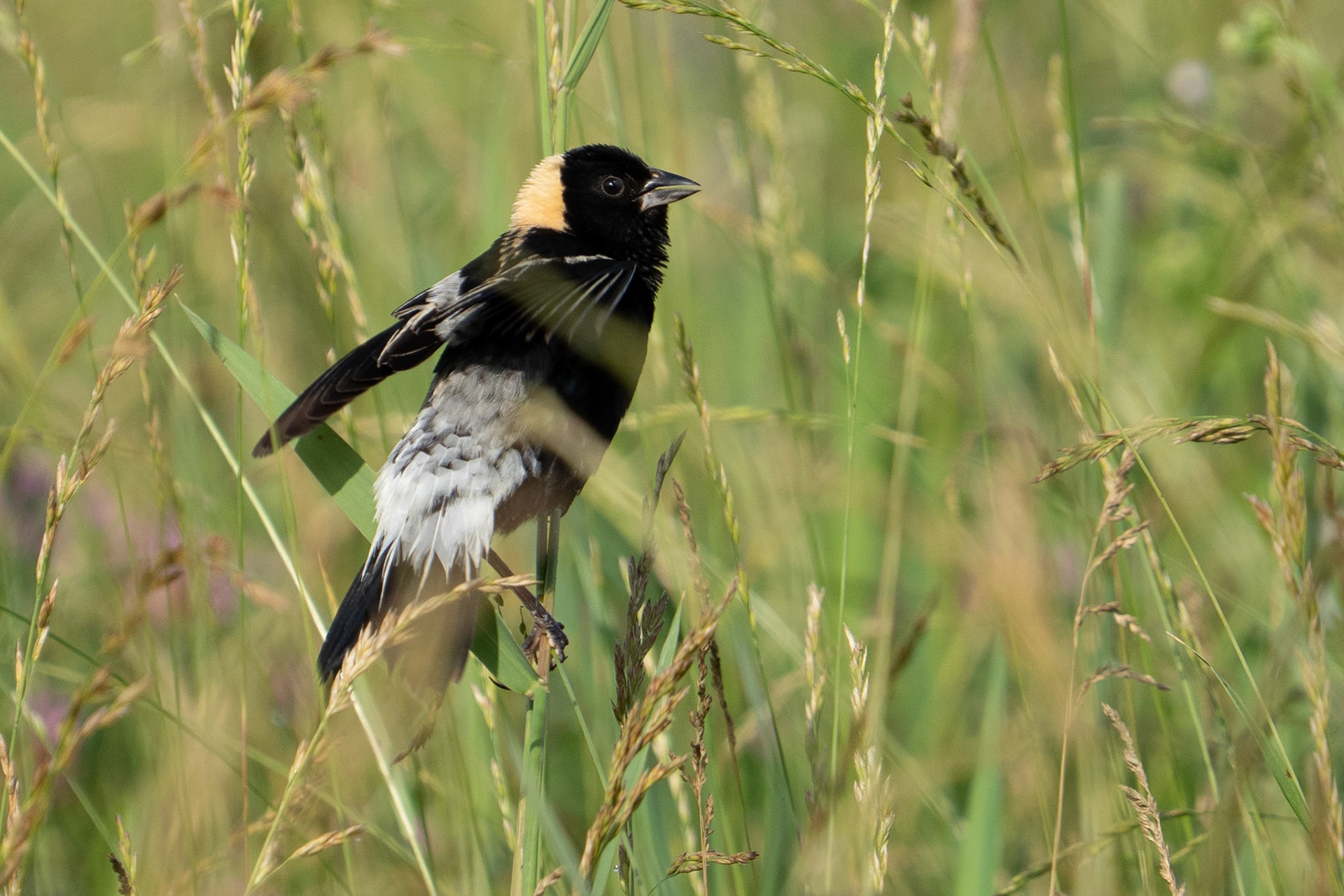 Bobolink Flits