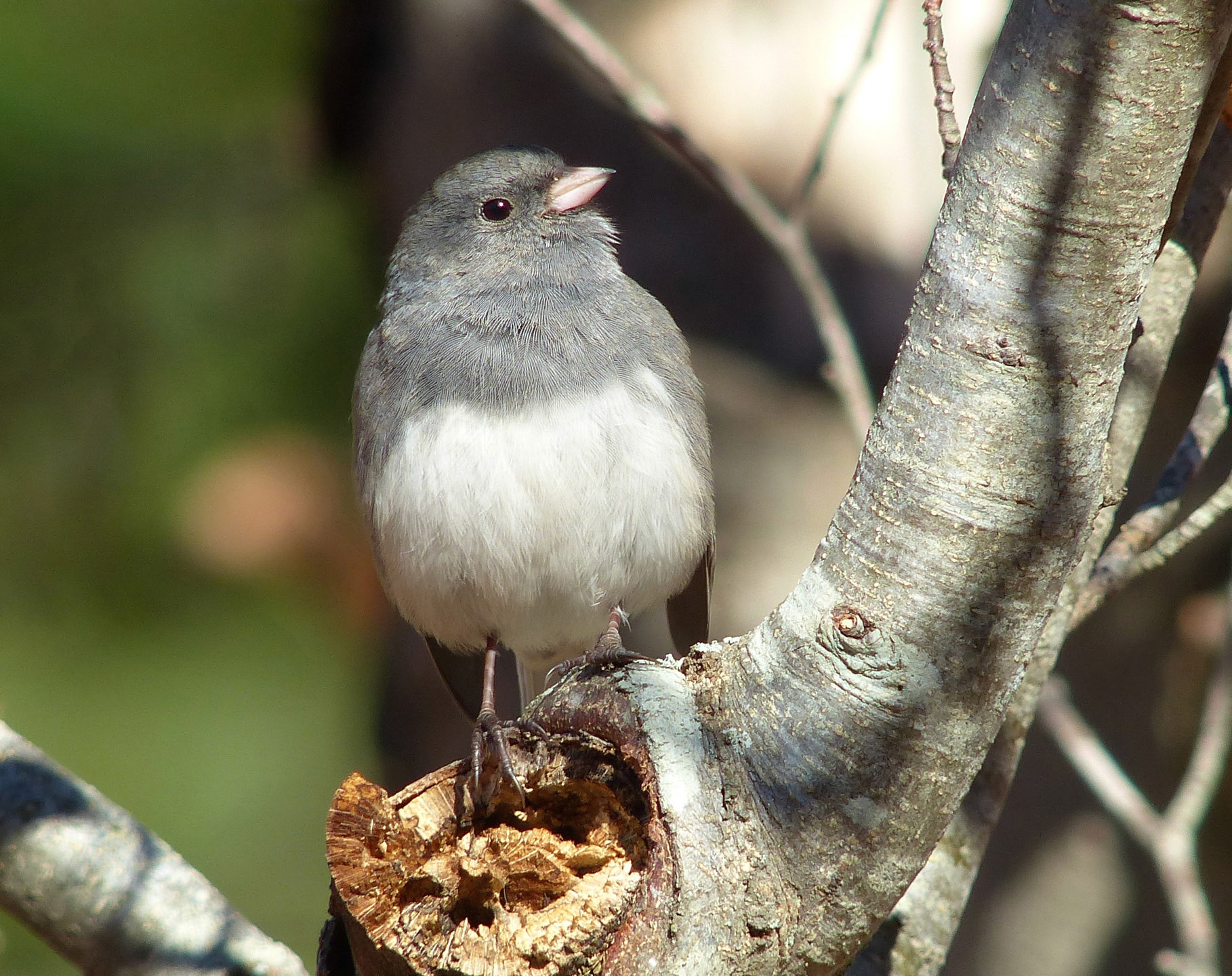 A flock of Junco's visit us each winter. Lincoln, MA