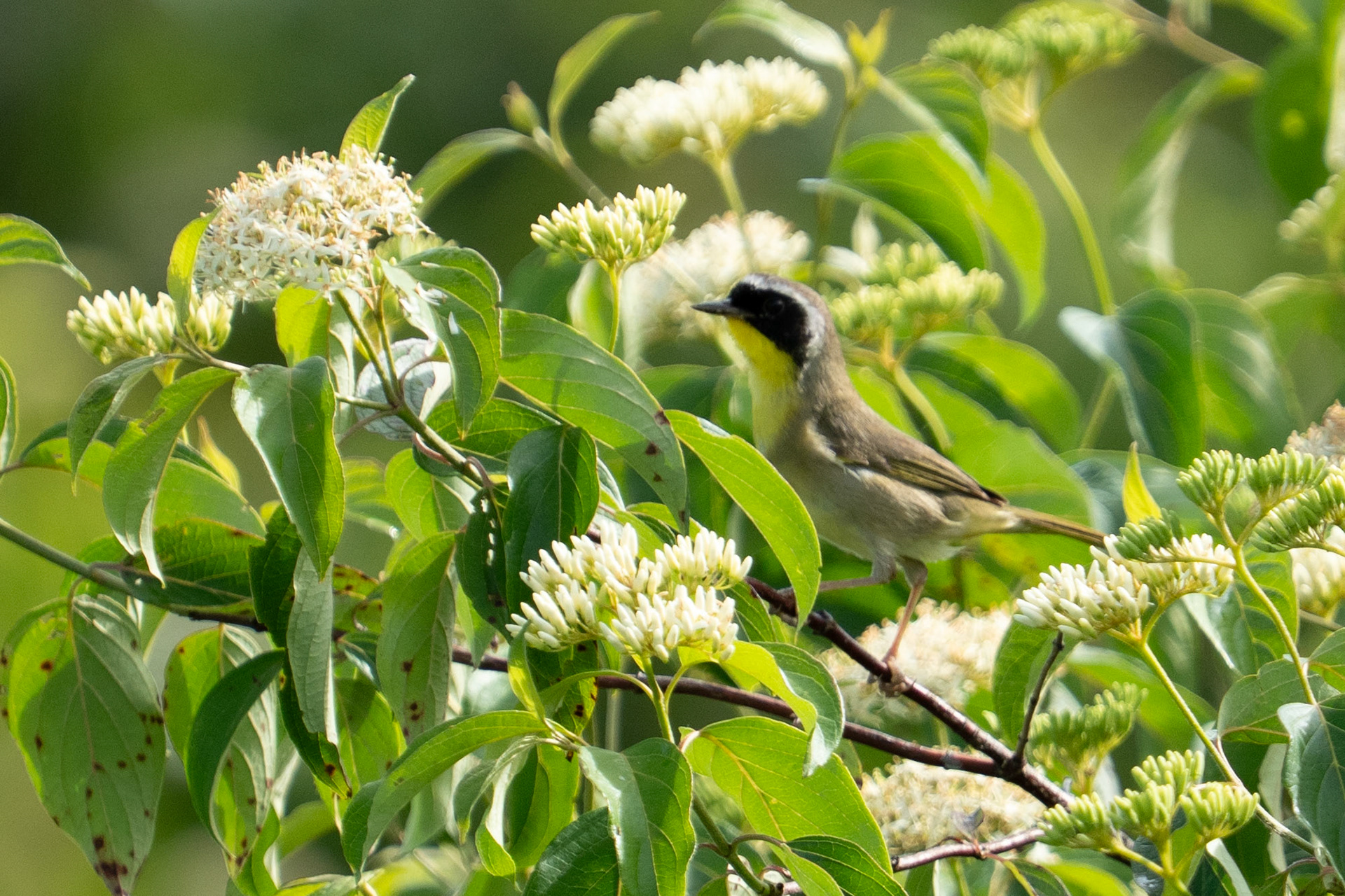 Common Yellow Throat