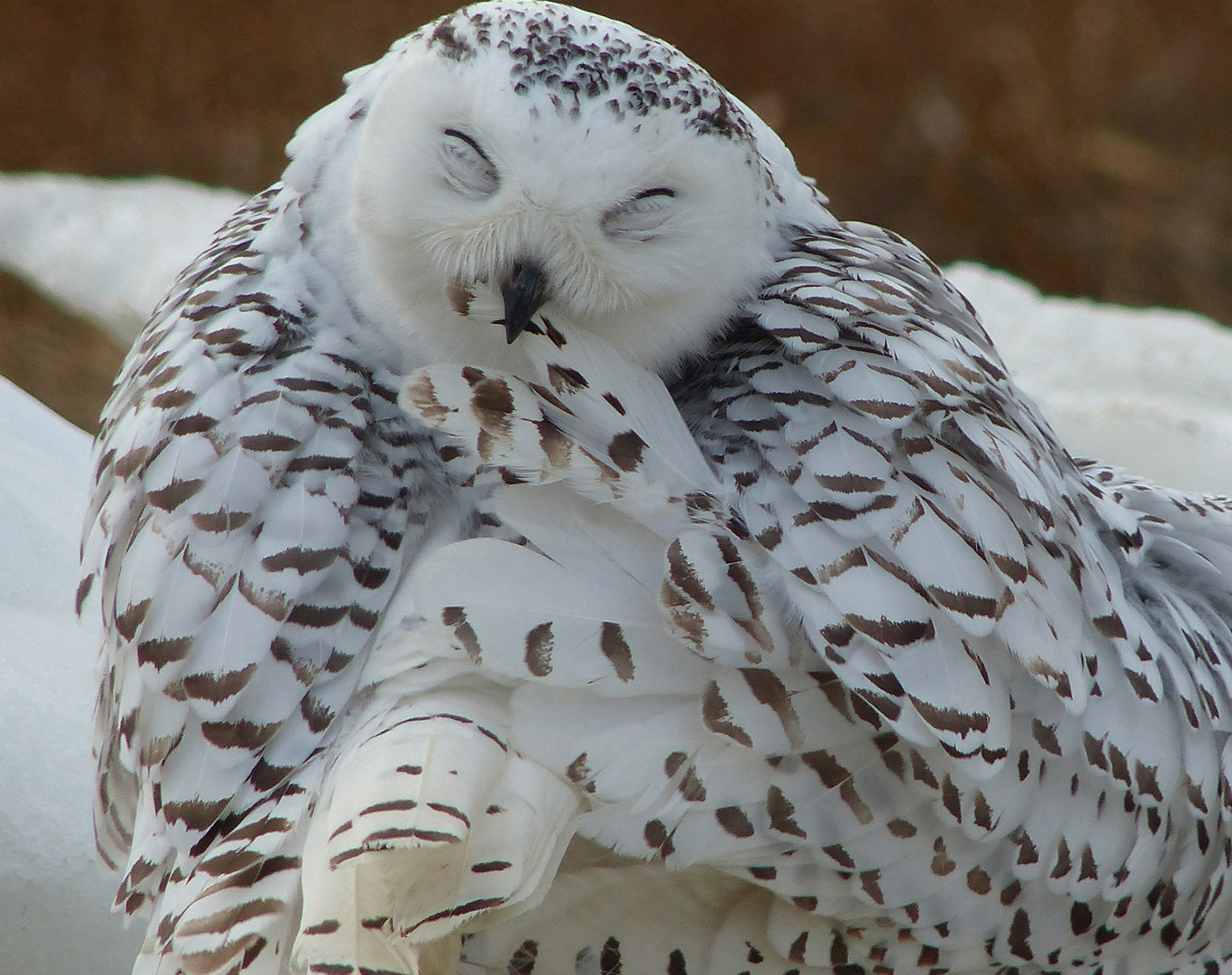 A young snowy owl cleans his back feathers with his beak. Rye,NH.