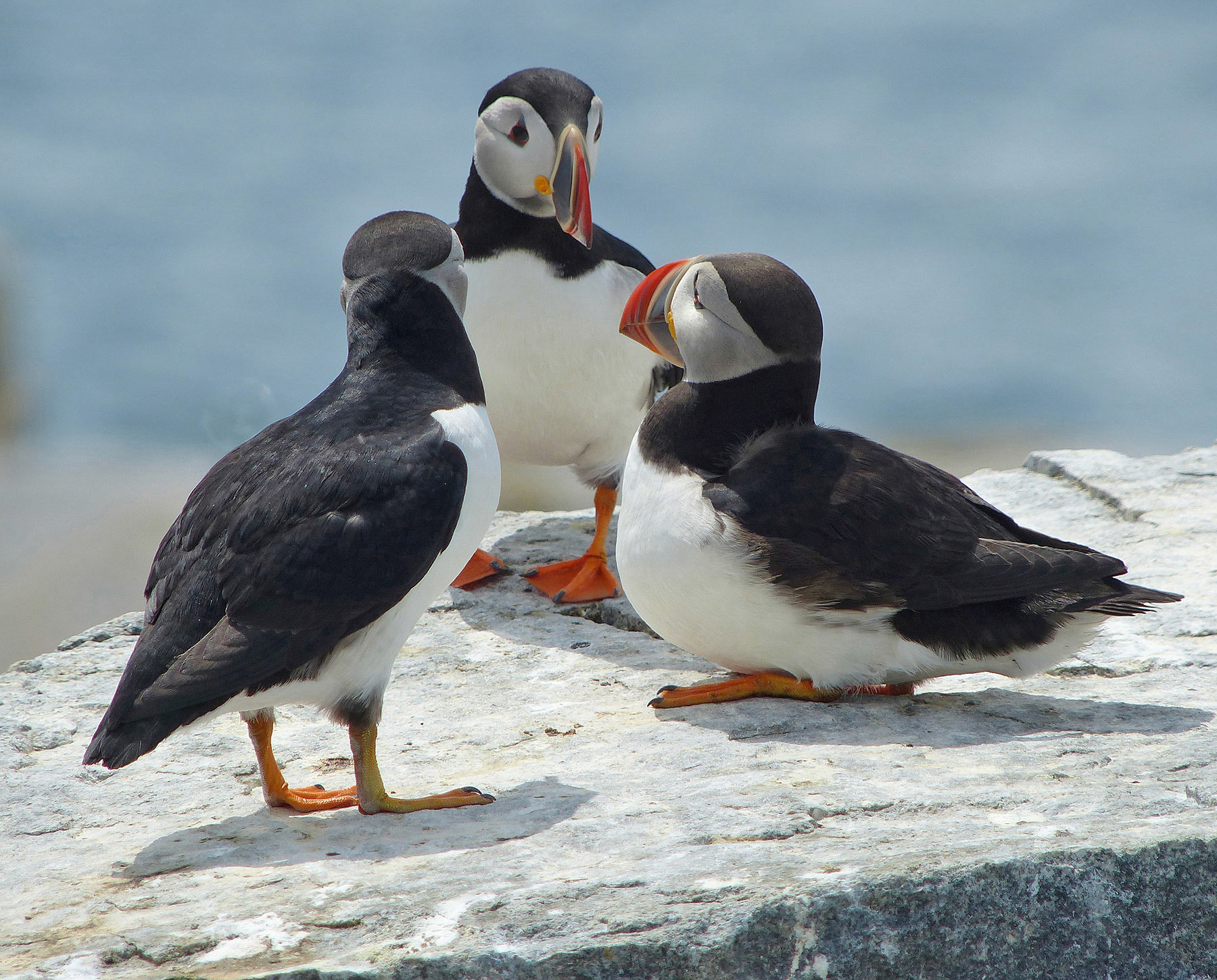 Moments in Nature Collection of Favorites