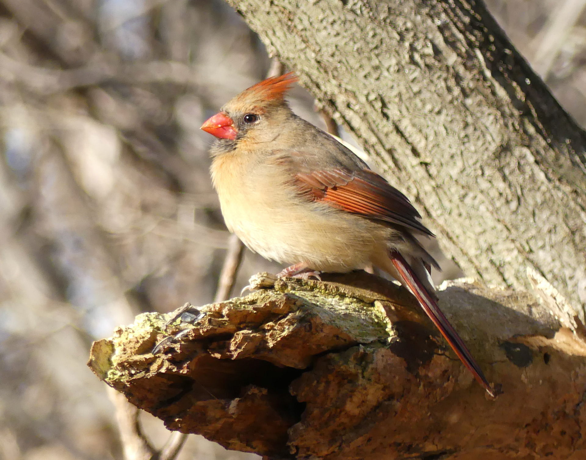 Moments in Nature Collection of Favorites