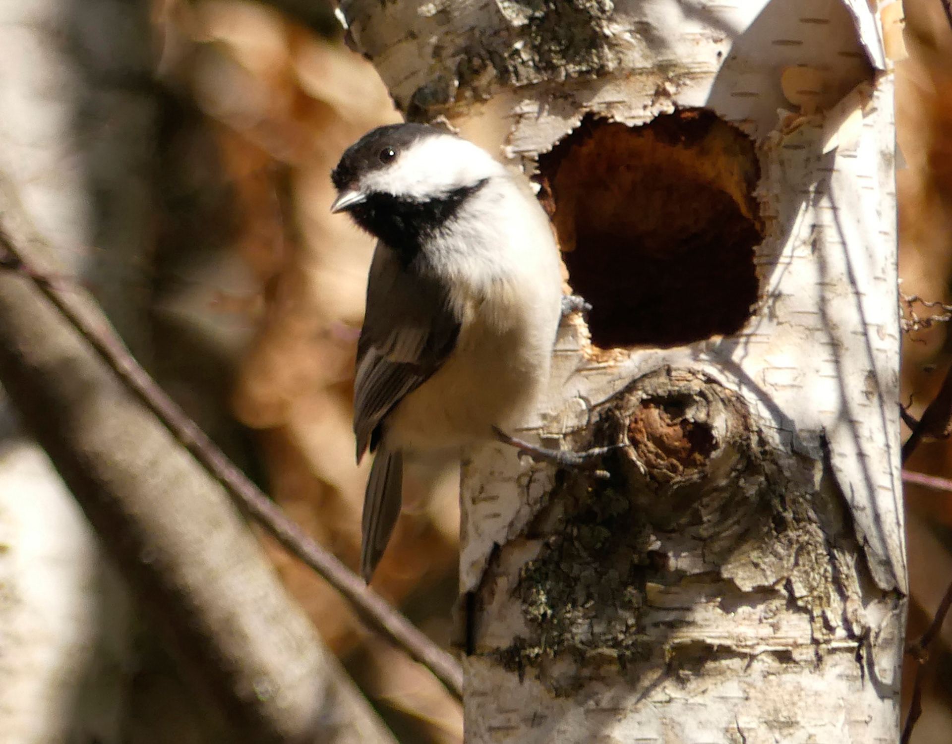Chicadee Birch Nest