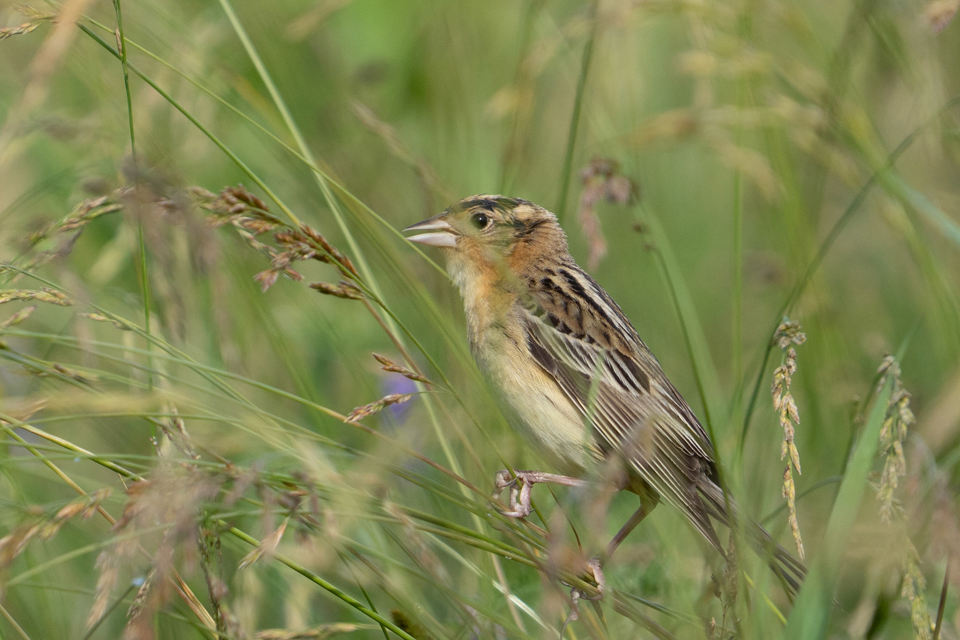Bobolink Fledgling