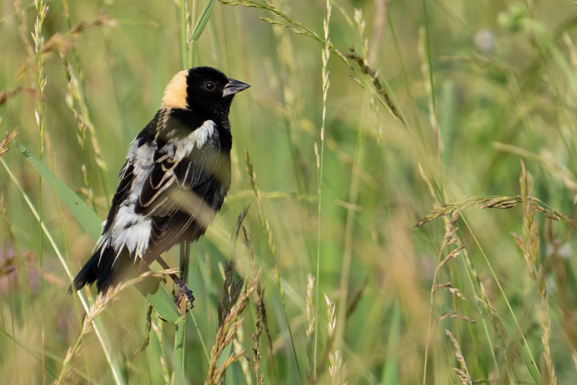 Bobolink
