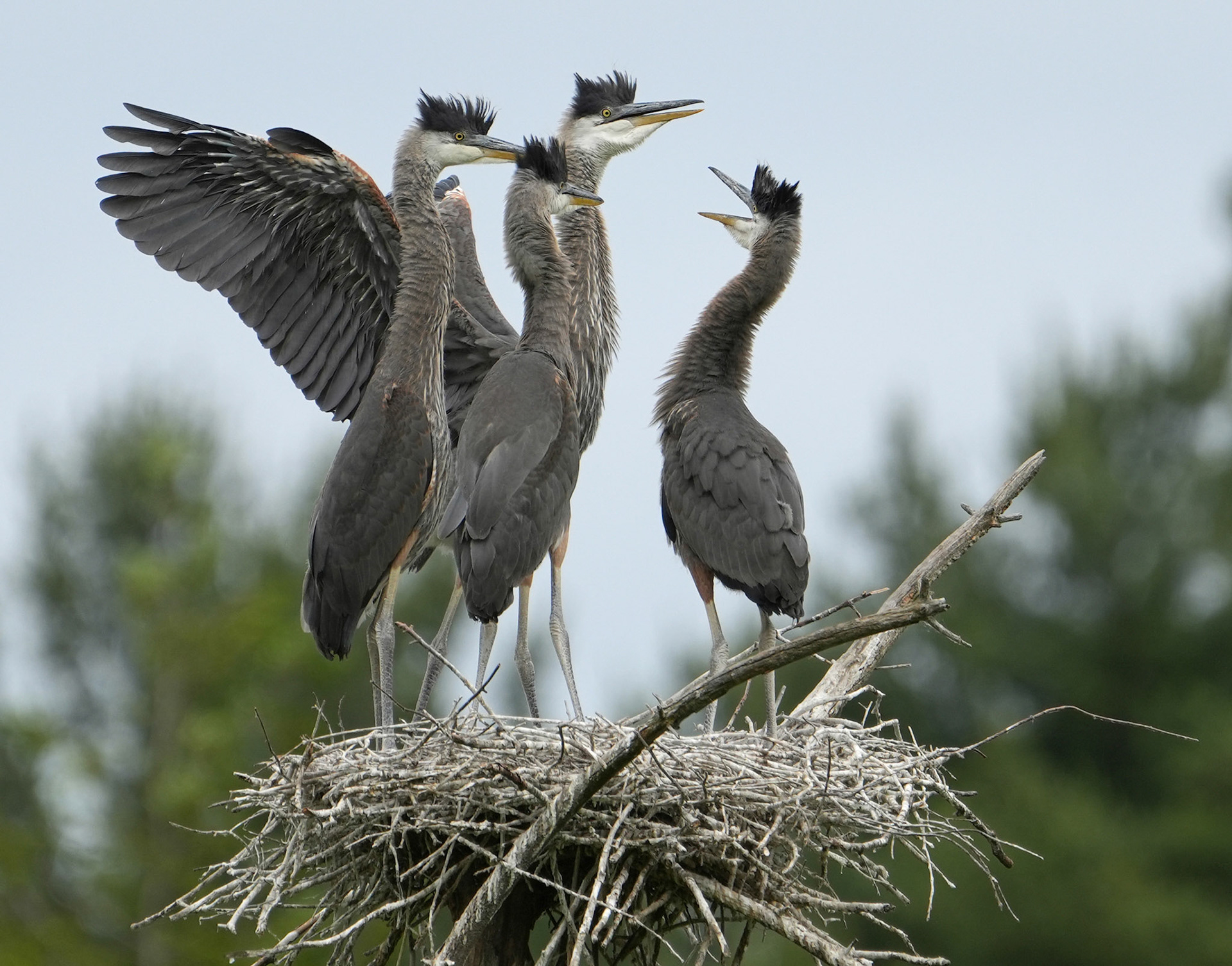 Great Blue Herons in Nest Talk