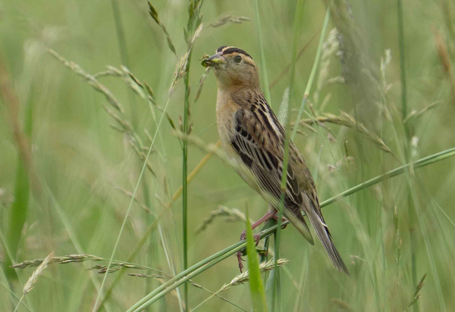 Bobolink with Fledgling Food (F)