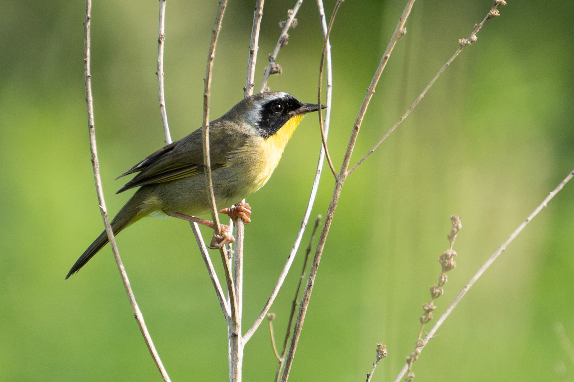 Common Yellowthroat