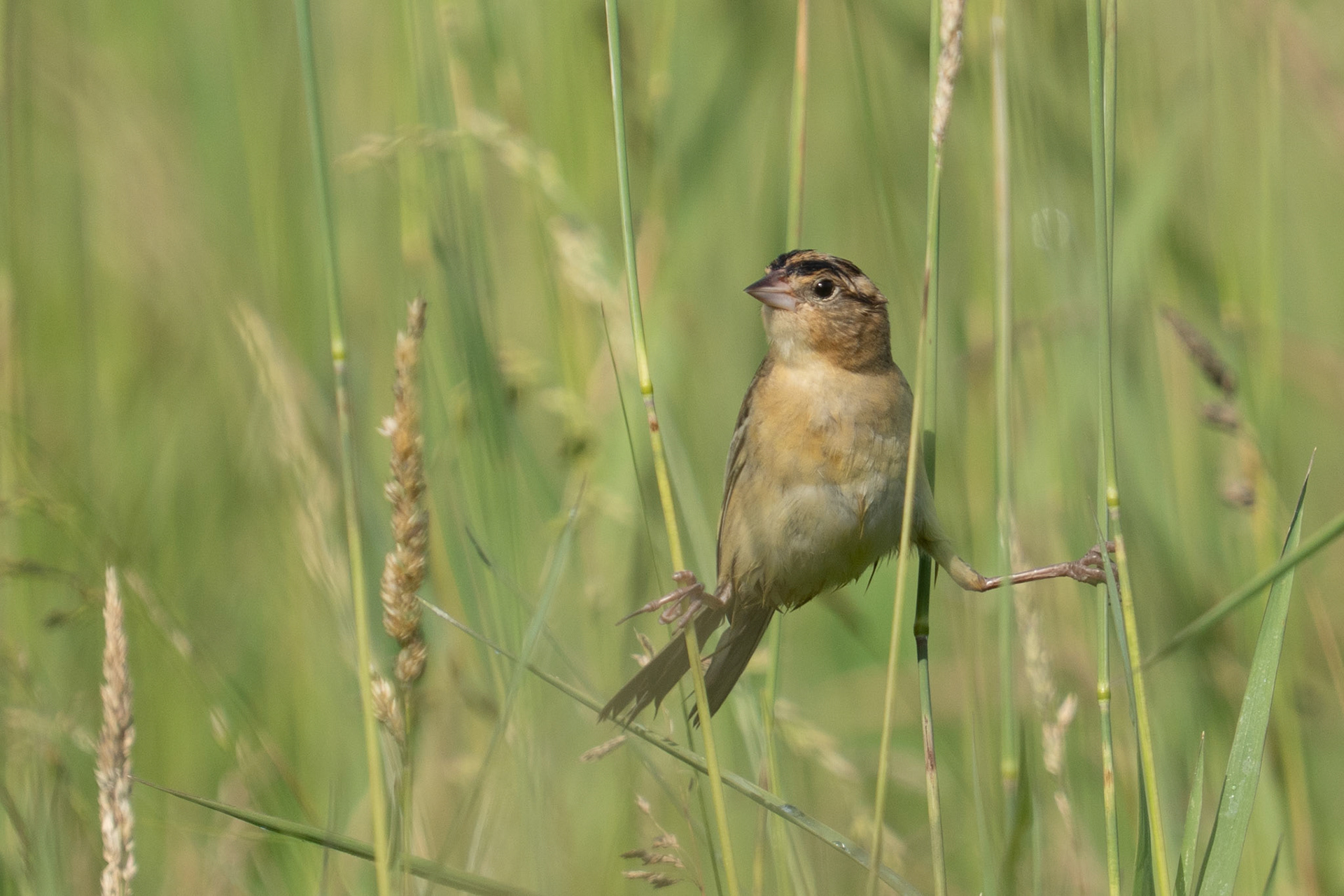 Bobolink Balances