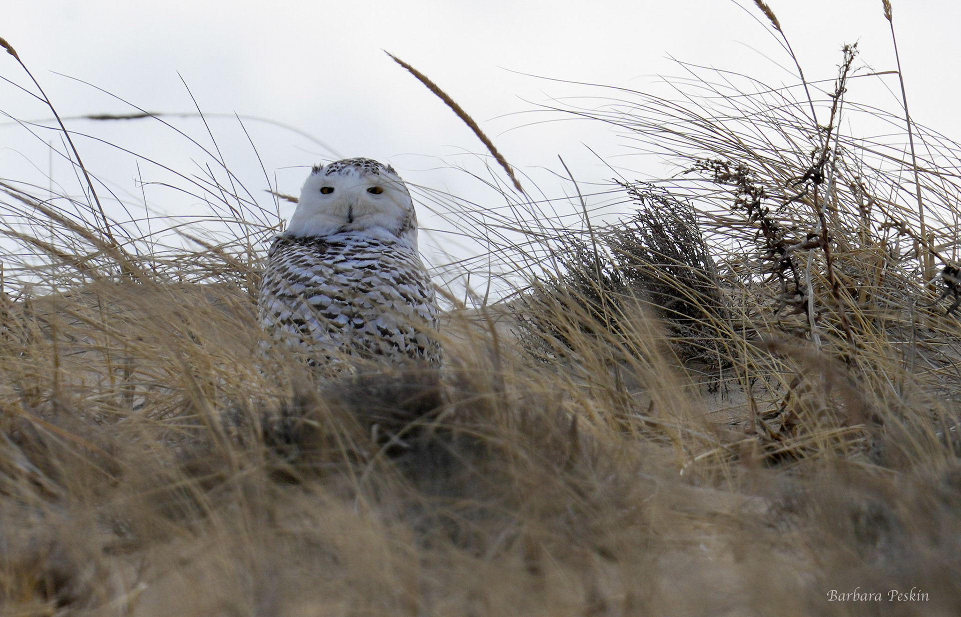 Snow Owl in Dune