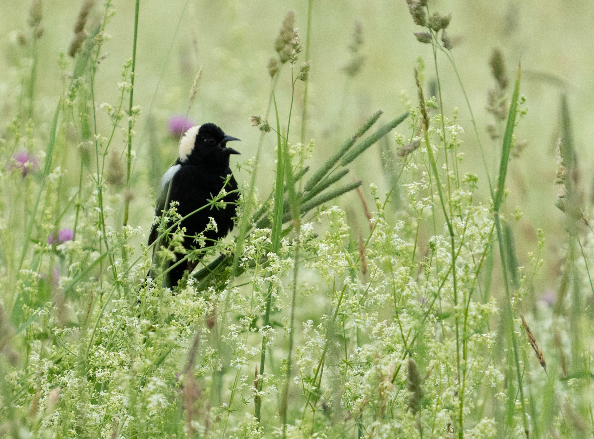 Bobolink Sings in Tall Grass (M)
