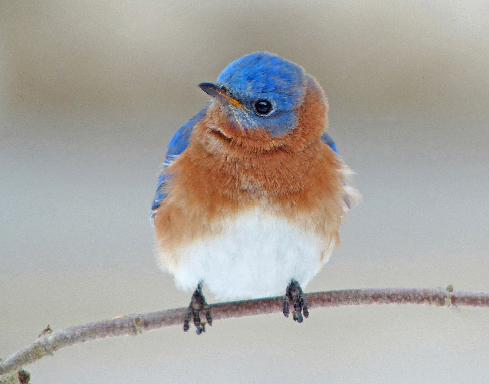 An inquisitive backyard bluebird in early spring. Lincoln, MA