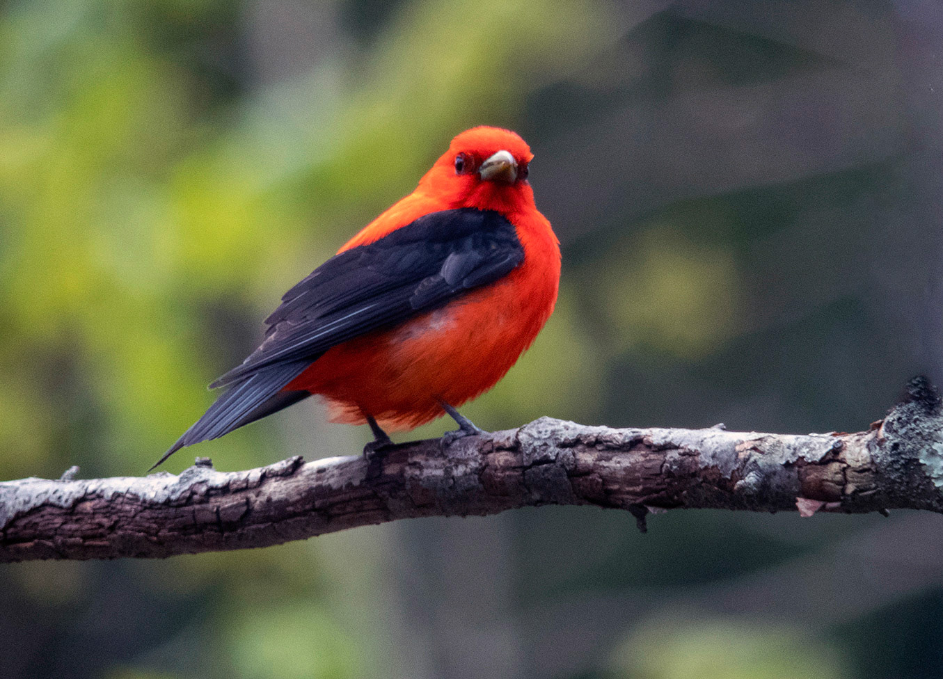 Scarlet Tanager in Spring