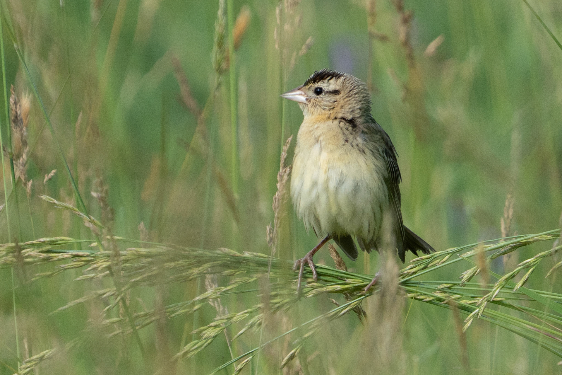 Female or Young Bobolink