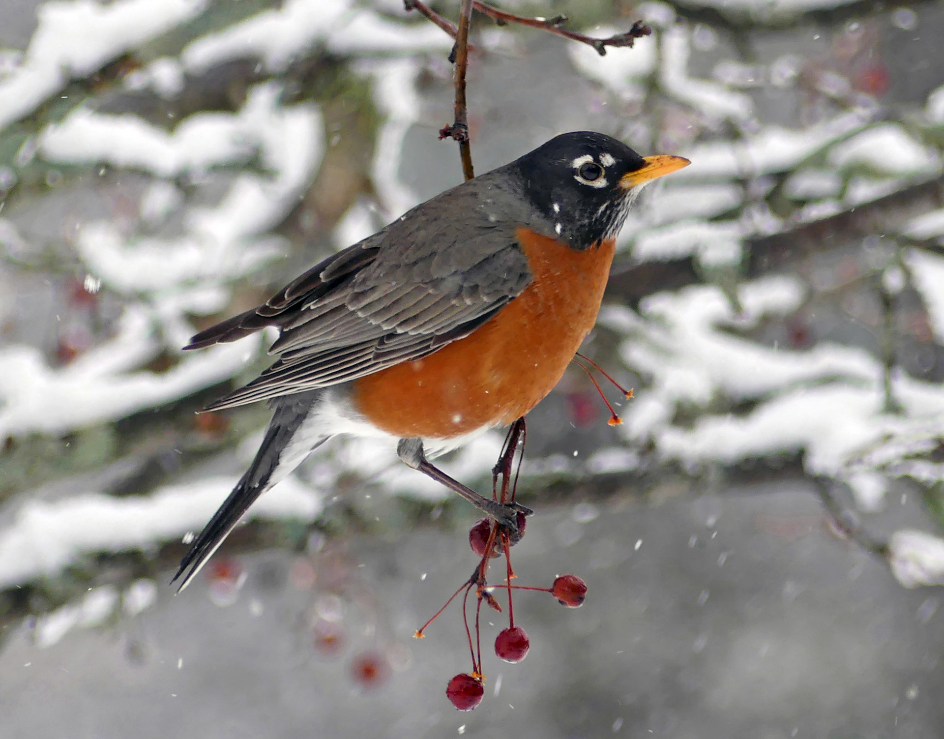 Robins appreciate a crab apple trees in winter. Concord, MA