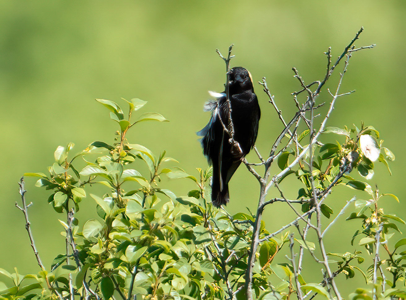 Bobolink Looks (M)