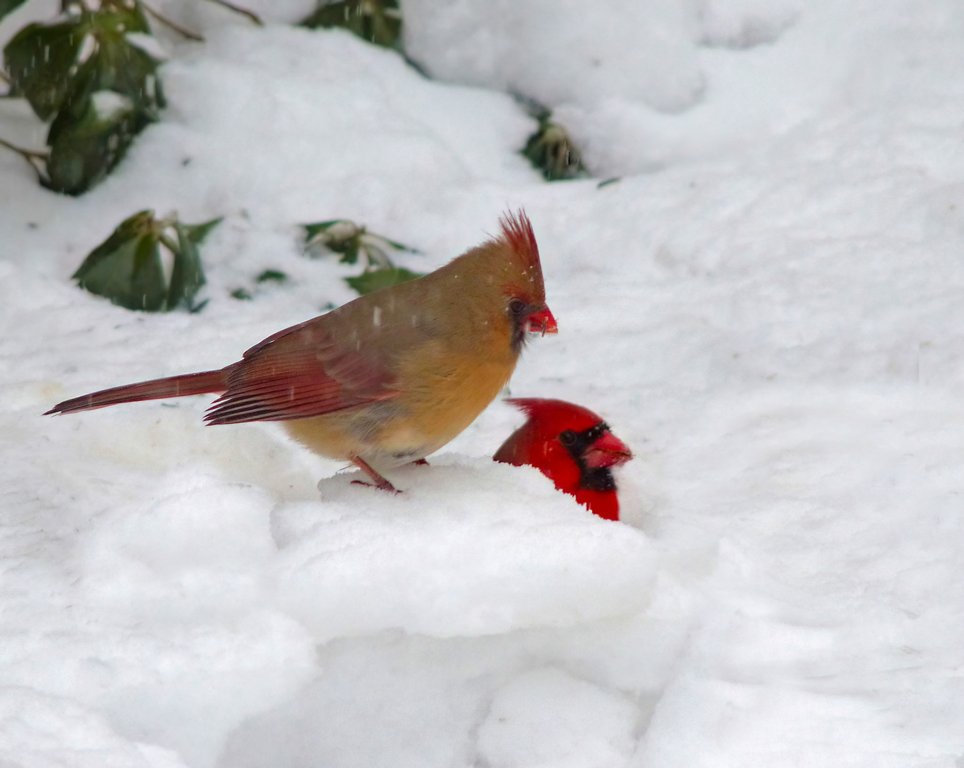 Cardinals in Snow • Lincoln, MA • A cardinal pair in winter snow.
