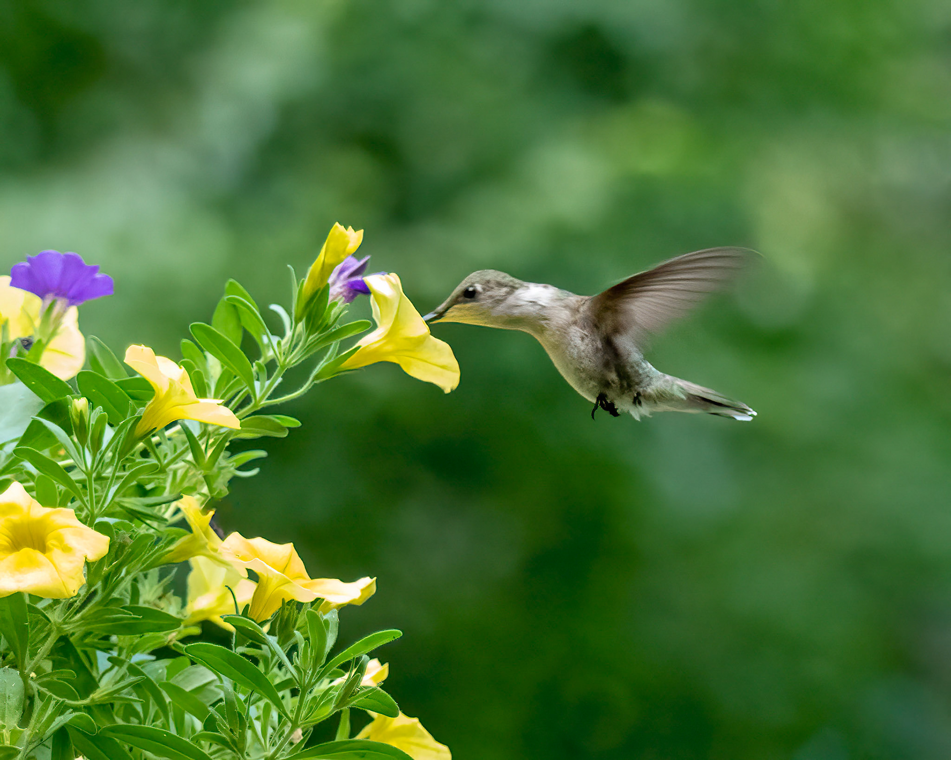 Hummingbird Finds Flower