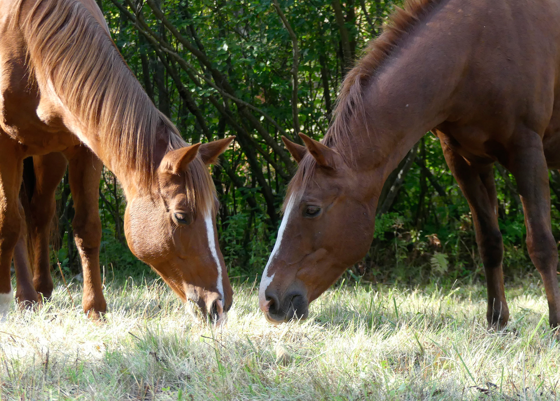 Zander and Ginger Nose to Nose