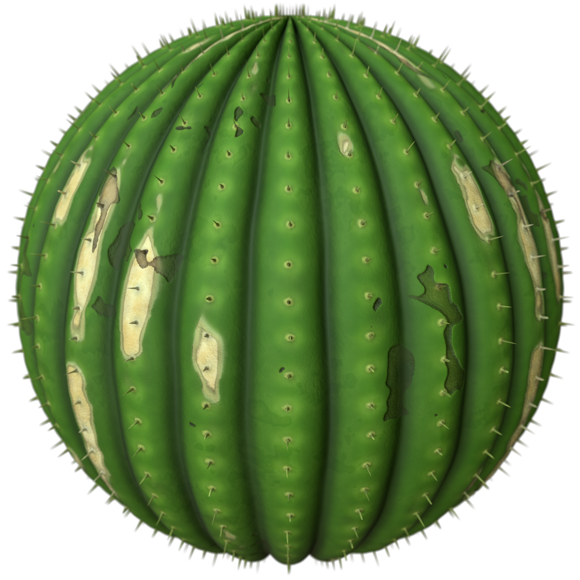 Cactus