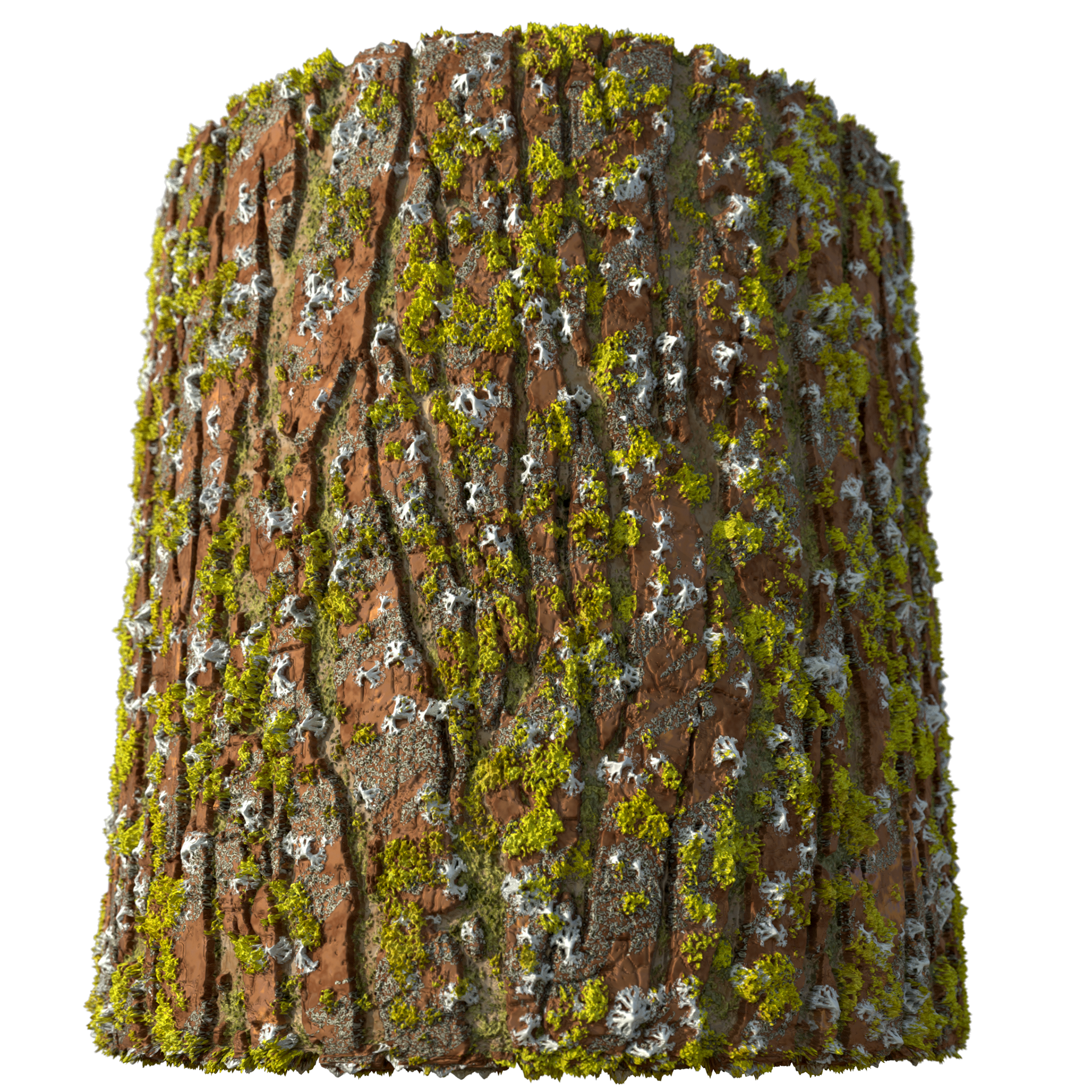 Mossy bark