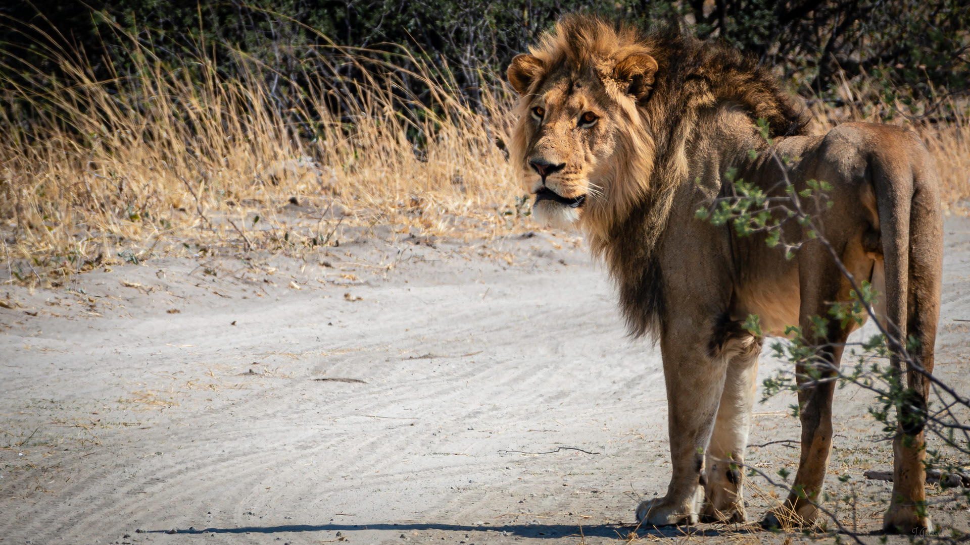 Lion - Hwange National Park